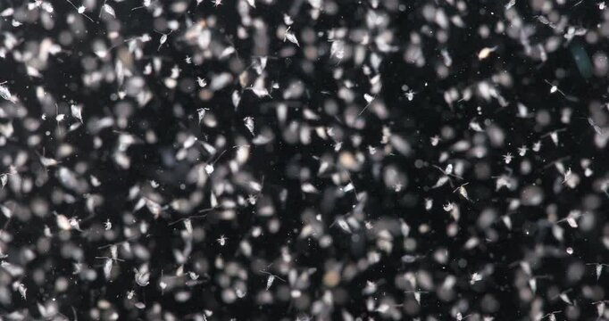 Various types of Copepoda and their larvae close up. Zooplankton and plankton of White Sea.