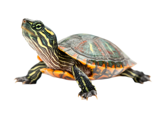 Isolated Red Eared Slider Turtle