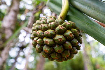 Martinique, Jardin de Balata - 1 February 2024 - The pandanus fruit on the tree
