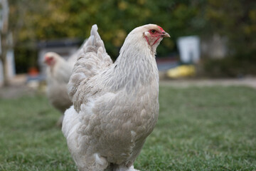 portrait d'une belle poule claire, de couleur isabelle, en extérieur, race géante, poule de race dans un jardin