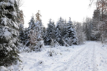 winterwald tannen schnee himmel schönwetter