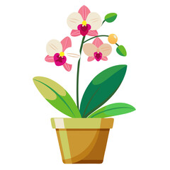 Beautiful potted orchid displaying delicate flowers against a clean white background in a bright environment