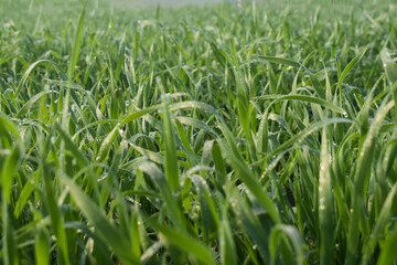 rain drops on a green wheat leaves, Dewdrops on green perennial rye grass field on leaf in the...