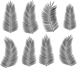 Monochrome vector icons - palm leaves isolated on transparent background. Tropical plants.