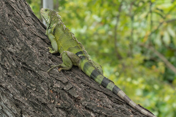 Iguana walking in nature. The city Cartagena with beautiful colonial houses and parcs with greenery. 