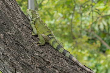 Iguana walking in nature. The city Cartagena with beautiful colonial houses and parcs with greenery. 