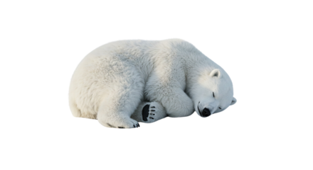 Fuzzy polar bear sleeping 0n transparent background