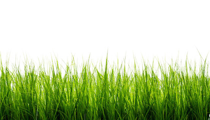 Green Grass PNG with Transparent Background - Natural Grass Illustration