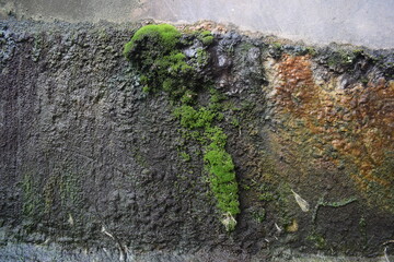Algae Plant, Lichens breaking down the minerals in rock
lots of moss grown on natural stones, square limestone with a plant dressing on water