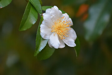 白花サザンカのクローズアップ