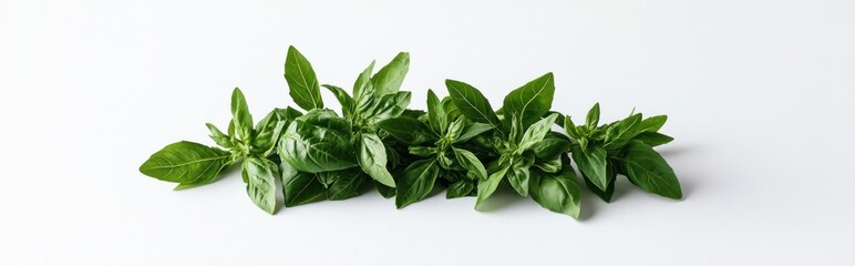 Obraz premium Fresh basil leaves in a row, isolated on a white surface.