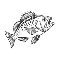Chilipepper Rockfish Vector Art and Illustration