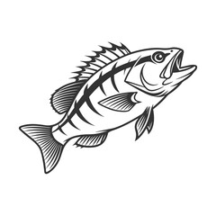 Chilipepper Rockfish Vector Art and Illustration