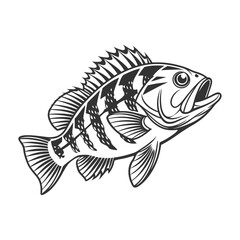 Chilipepper Rockfish Vector Art and Illustration
