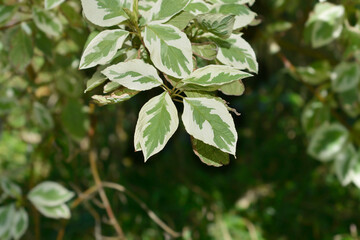 Silver and Gold Red-osier Dogwood leaves