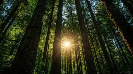 Obraz premium Cultural preservationists document the significance of forests in indigenous cultures, sharing stories passed down through generations