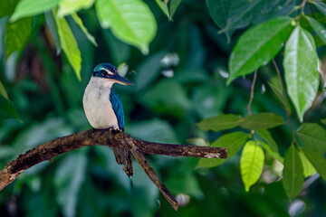 The collared kingfisher (Todiramphus chloris)