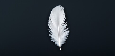 Obraz premium A minimalist composition of a single white feather against a stark black background. 