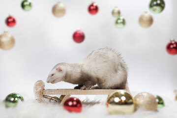 Ferret on light and white background playing with christmas decorations