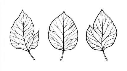 Obraz premium Three line art leaves; botanical, simple, elegant, nature, design elements.