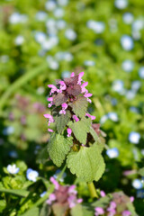 Red dead-nettle flowers
