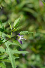 Rocoto pepper flower