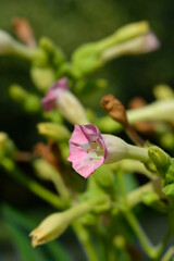 Cultivated tobacco flower