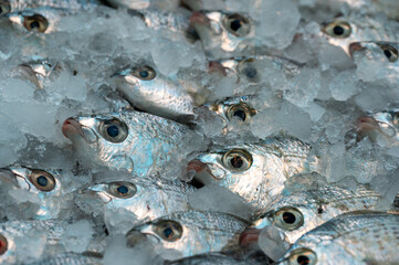 fish on freezer shelf in supermarket, Close up shot.
