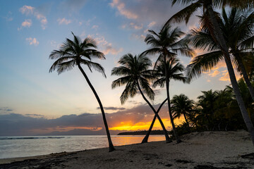 Obraz premium Guadalupe, Saint Anne, Plage Le Caravelle - 2 February 2024 - Caribbean landscape at sunset
