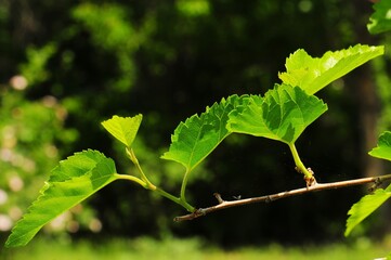 Vibrant green leaves on a branch against a blurred forest background, showcasing the freshness and vitality of nature in bright sunlight.