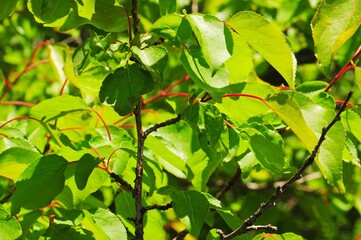 Vibrant green leaves and red branches bask in sunlight, creating a lush and lively natural scene.
