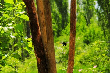 Obraz premium A black bee hovers near tree trunks amidst lush greenery, bathed in sunlight.