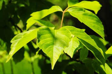 Close-up of vibrant green leaves illuminated by sunlight, showcasing the intricate vein pattern on each leaf.