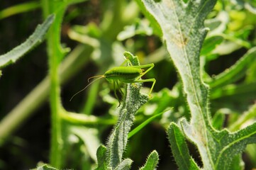 Close-up of a grasshopper perched on a leaf, bathed in sunlight, highlighting its vibrant green color and delicate wings amidst lush foliage.