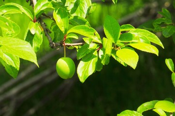 Close-up of a single green plum hanging from a lush tree branch with vibrant leaves under bright sunlight.