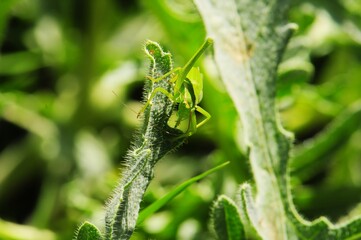 Close-up of a green grasshopper perched on a leaf in a sunlit garden, showcasing its natural camouflage through vibrant green hues and fine details.