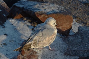 This young and cute gull is standing at the seaside in sunny winter day.