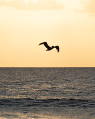 Pelican flying over Sea