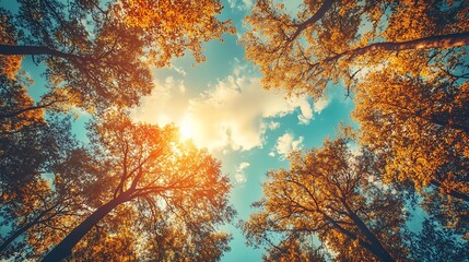 Autumnal Canopy: A Low-Angle View of Sunlit Trees