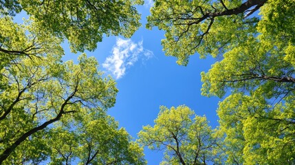 Bright Green Canopy of Trees Framing Clear Blue Sky in Nature