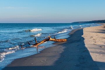 Treibholz am Weststrand an der Ostseeküste auf dem Fischland-Darß