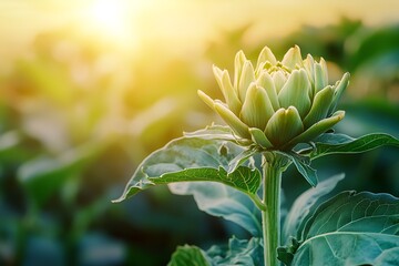 Macro of a single orange Autumn dahlia flower on dark aqua background. Blurred background with soft focus and shallow depth of field.