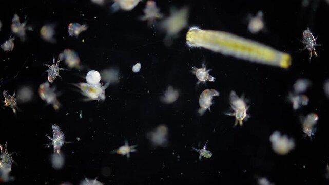 Zooplankton and plankton White Sea under microscope. Various types of larvae Copepoda nauplius, Evadne sp, larvae worm Polychaeta, larva Balanus. White sea