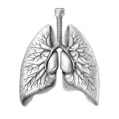 Detailed anatomical diagram of the human respiratory system showing the structure and function of the lungs bronchi trachea and other key elements of the respiratory process