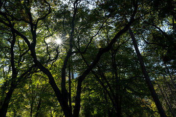 The sun's rays break through the trees.
Niska Banja, Srbija.
