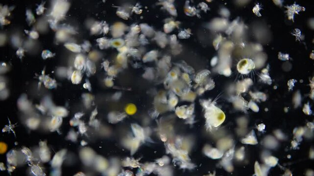Zooplankton and plankton White Sea under microscope. Various types of larvae Copepoda nauplius, larvae worm Polychaeta, larva Balanus. White sea