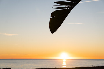 Tropical Seascape background tropical seascape closeup silhouette silhouette palm leaf sun dipping into the ocean at sunset at sunset by the shore.