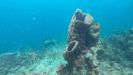 The underwater world during diving in Colombia at the Caribbean Sea.