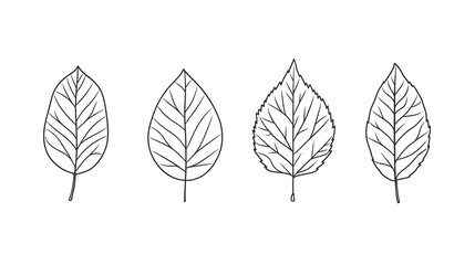 Four Simple Line Drawings of Leaves Showing Veins