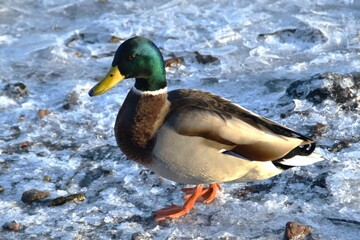 This male mallard is standing at the seaside in sunny winter day.